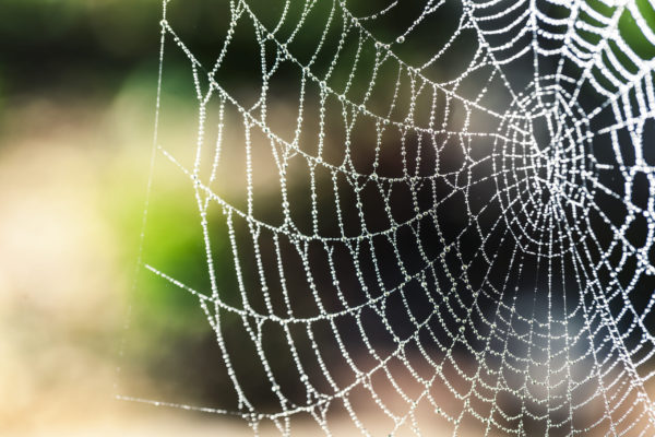 A spider web with dew drops clinging to it.