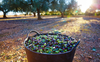 Just Peace Palestine and Israel report, winter 2025