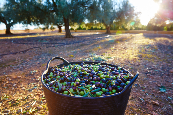 A basket of olives with sunrise and rows of olive trees in the background.