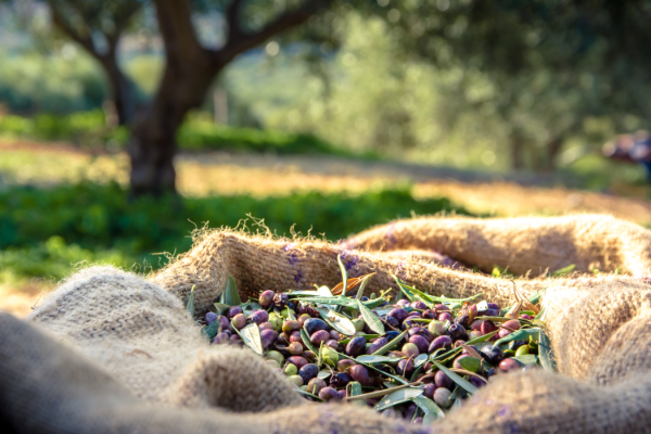 Freshly harvested olives in a burlap sack, with olive trees in the background.