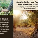 Growing justice: Palestinian olive harvest