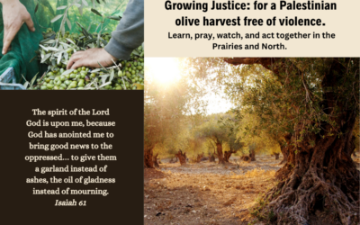 Growing justice: Palestinian olive harvest