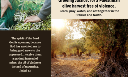 Growing justice: Palestinian olive harvest