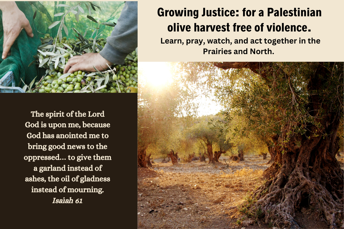 Photos of olives held in hands; and an olive grove with an ancient tree at sunrise.